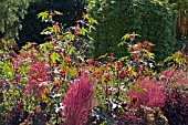 RICINUS AT WINTERBOURNE BOTANICAL GARDENS