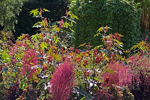 RICINUS_AT_WINTERBOURNE_BOTANICAL_GARDENS