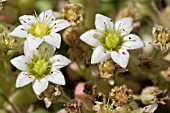 ROSULARIA SEDOIDES VAR. ALBA