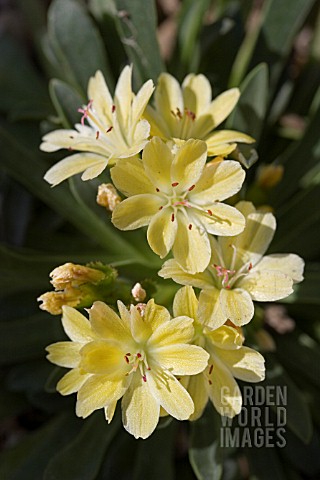 LEWISIA_ASHWOOD_CAROUSEL_HYBRIDS