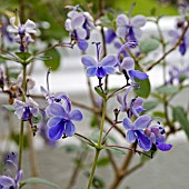 CLERODENDRON MYRICOIDES UGANDENSE