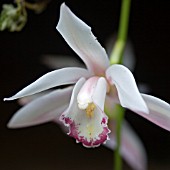 PINK CYMBIDIUM ON PLAIN BACKGROUND