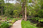 STREAM AND BOG GARDEN AT WINTERBOURNE BOTANIC GARDEN, THE UNIVERSITY OF BIRMINGHAM