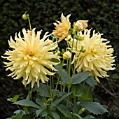 DAHLIA JANET BECKETT