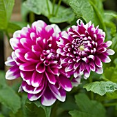 DAHLIA TARTAN