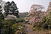 MAGNOLIAS BY THE POND AT BIRMINGHAM BOTANICAL GARDENS, APRIL