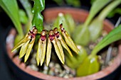 BULBOPHYLLUM PICTURATUM, ORCHID