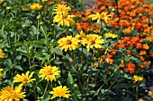 HELIOPSIS SUMMER SUN IN ASSOCIATION WITH TAGETES