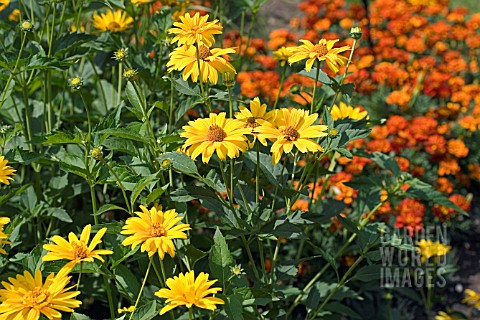 HELIOPSIS_SUMMER_SUN_IN_ASSOCIATION_WITH_TAGETES