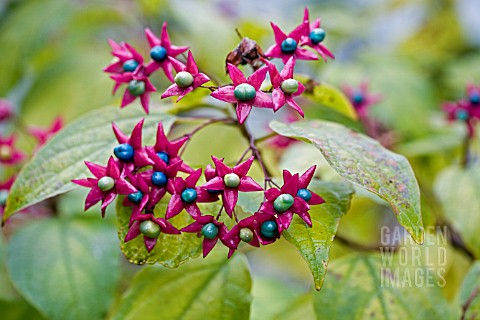 CLERODENDRON_TRICHOTOMUM_FARGESII