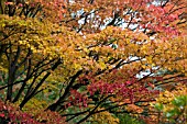 ACER PALMATUM, TURNING YELLOW AND RED