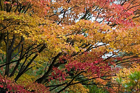 ACER_PALMATUM_TURNING_YELLOW_AND_RED