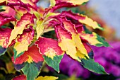 COLEUS LEAVES