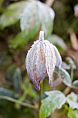 CLEMATIS MACROPETALA MARKHAMS PINK IN FROST