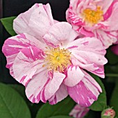 ROSA MUNDI