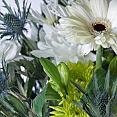 GERBERA, DAHLIA AND ERYNGIUM IN ASSOCIATION