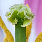 GREENFLY, APHID, ON TULIP STAMEN