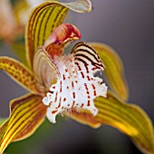 CYMBIDIUM TRACHYANUM, ORCHID