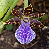 ZYGOPETALUM ADELAIDE MEADOWS X GREENWAYS