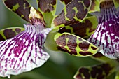 ZYGOPETALUM GRANITE ISLAND