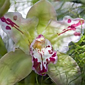 CYMBIDIUM MAVOURNEEN JESTER