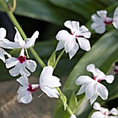 CALANTHE X SEDENII