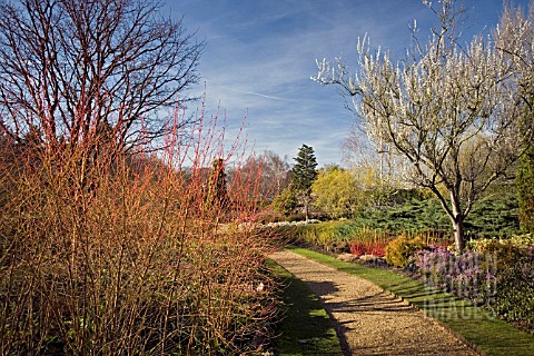 THE_WINTER_GARDEN_AT_CAMBRIDGE_BOTANICAL_GARDEN_FEBRUARY