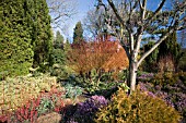 THE WINTER GARDEN AT CAMBRIDGE BOTANICAL GARDEN, FEBRUARY