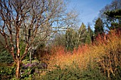 THE WINTER GARDEN AT CAMBRIDGE BOTANICAL GARDEN, FEBRUARY