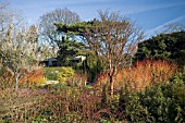 THE WINTER GARDEN AT CAMBRIDGE BOTANICAL GARDEN, FEBRUARY