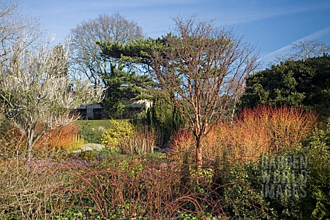 THE_WINTER_GARDEN_AT_CAMBRIDGE_BOTANICAL_GARDEN_FEBRUARY