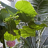 DOMBEYA X CAYEUXII