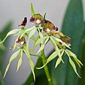 ENCYCLIA COCHLEATA, COCKLE ORCHID