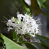 CLERODENDRUM SCHWEINFURTHII