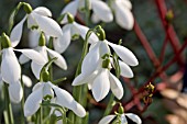 GALANTHUS S. ARNOTT, SNOWDROPS