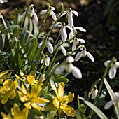 GALANTHUS NIVALIS IN ASSOCIATION WITH ERANTHIS HYEMALIS