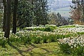 DAFFODIL WALK AT THE DOROTHY CLIVE GARDEN, SHROPSHIRE, APRIL