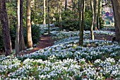 GALANTHUS AT PAINSWICK ROCOCCO GARDEN, GLOUCESTERSHIRE