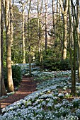 GALANTHUS AT PAINSWICK ROCOCCO GARDEN, GLOUCESTERSHIRE