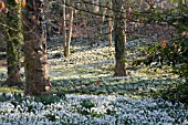 GALANTHUS AT PAINSWICK ROCOCCO GARDEN, GLOUCESTERSHIRE