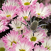 ERYNGIUM PLANUM BLUE ANGEL IN ASSOCIATION WITH CHRYSANTHEMUM DANCE