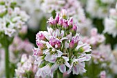 ALLIUM MEDIOPHYLLIUM