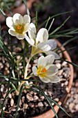 CROCUS CHRYSANTHUS CREAM BEAUTY