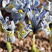 IRIS KATHERINE HODGKIN