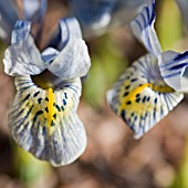 IRIS KATHERINE HODGKIN