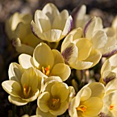 CROCUS CHRYSANTHUS EYE CATCHER