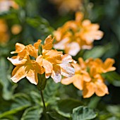 CROSSANDRA INFUNDIBULIFORMIS