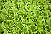 PISTIA STRATIOTES, WATER LETTUCE