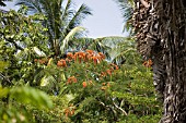 BOTANICAL GARDEN, BARBADOS