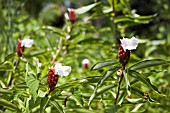 COSTUS SPECIOSUS, SPIRAL GINGER